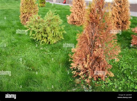 Brown, dead arborvitae trees, thuja on a green lawn. A newly planted ...