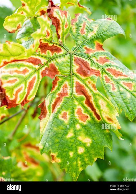 Grapevine trunk diseases hi-res stock photography and images - Alamy