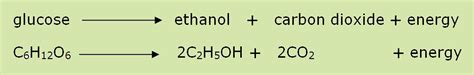 🌷 Word equation for anaerobic respiration in yeast. write the chemical equation of anaerobic ...