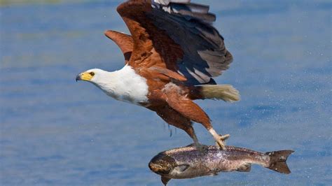 Eagle catching Fish for his babies! - YouTube