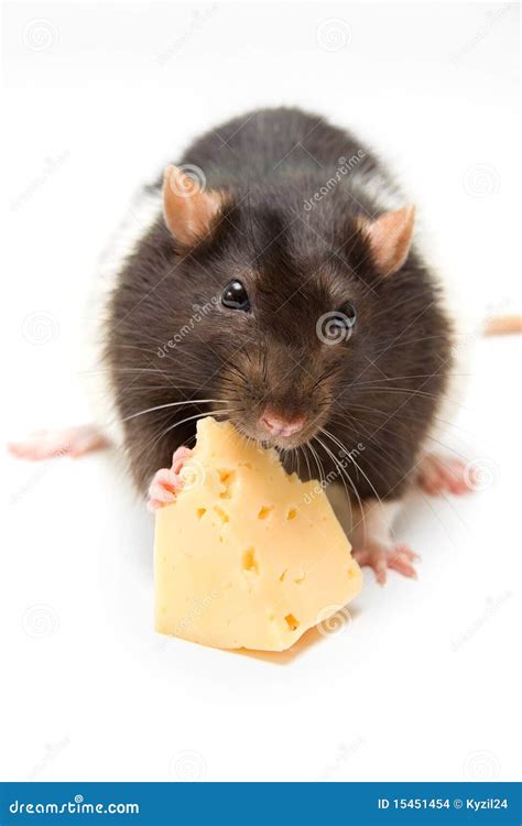 Rat eating cheese stock photo. Image of small, black - 15451454