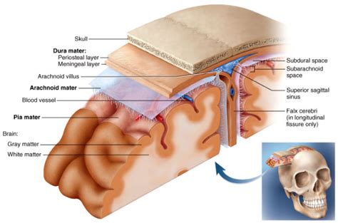 Dural Venous Sinuses – Anatomy QA