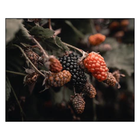 Berry Harvest pt. 3 : r/leicaphotos