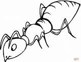 Ant Coloring Picture Pages sketch template