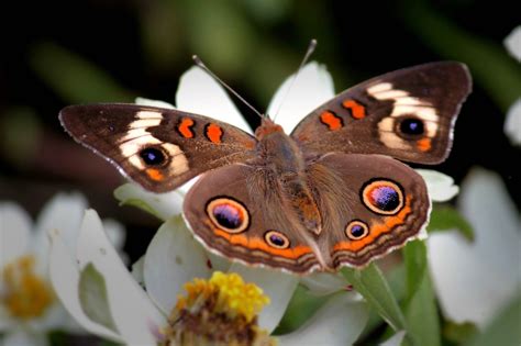 HD Moth Wallpapers | Fun Animals Wiki, Videos, Pictures, Stories