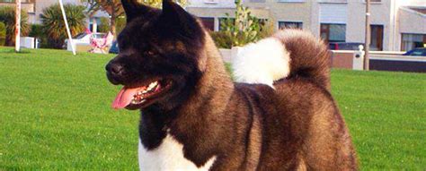 American Akita Dog | Breed Info | Characteristics | Traits