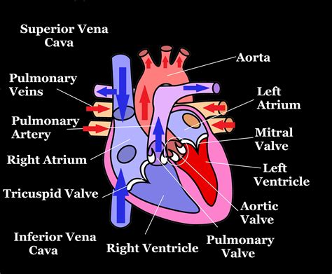 How Does Blood Flow Through The Heart Worksheets 99wo - vrogue.co