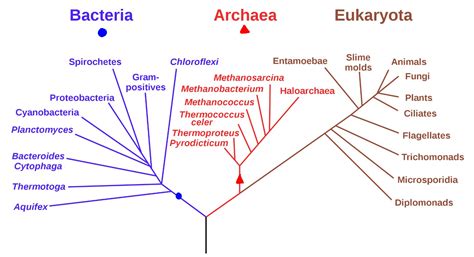 1: Diversity of Life Introduction - Biology LibreTexts