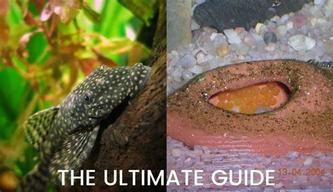 Breeding Bristlenose Plecos (With Pictures) | Keeping Catfish