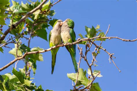 60+ Yellow Quaker Parrot Stock Photos, Pictures & Royalty-Free Images - iStock