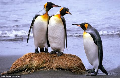 Climate change could wipe out 2m king penguins by 2100 | Daily Mail Online