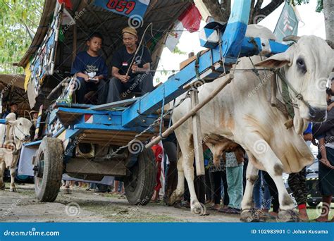 October, 2017. Father and Son Attended the 2017 Ox Cart Festival, Yogyakarta, Indonesia ...