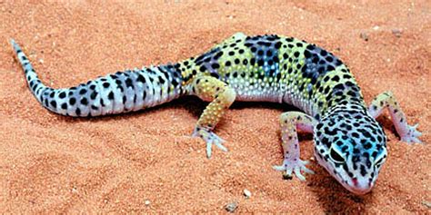 Leopard Gecko - Bright Spotted Desert Lizard | Animal Pictures and Facts | FactZoo.com