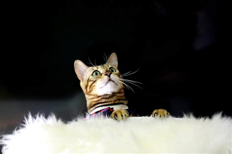 Do Bengal Cats Play Fetch? | Bengal Cat Republic