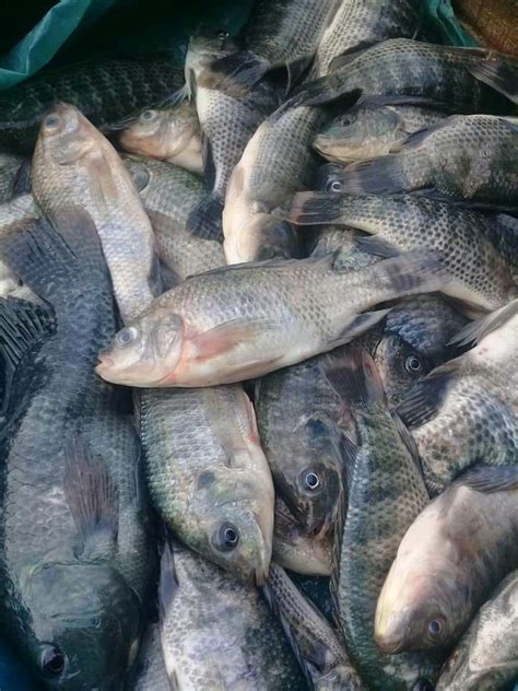 3 jenis umpan yang dapat digunakan untuk mancing ikan nila - Wahyudiansyah