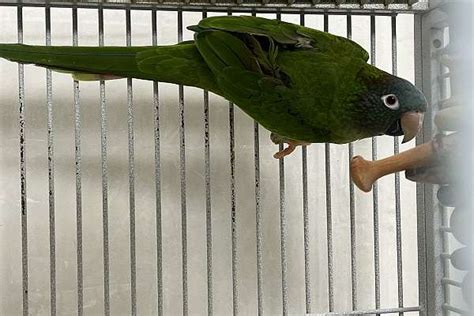 Blue crown conure