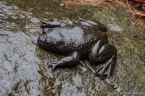 Philippine Flat-headed Frog in April 2010 by Chien Lee · iNaturalist