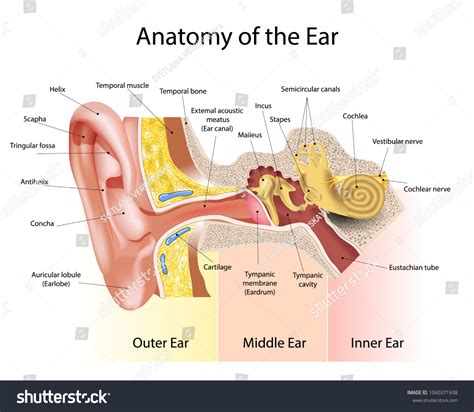 Chart Ear Canal Ear: Over 20 Royalty-Free Licensable Stock ...