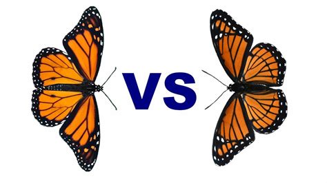 Monarch vs Viceroy - Easy Identification Sitting or Flying - YouTube