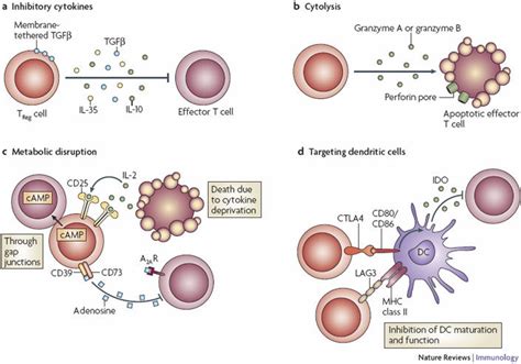 Basic mechanisms used by TReg cells.Depiction of the various regulatory... | Download Scientific ...