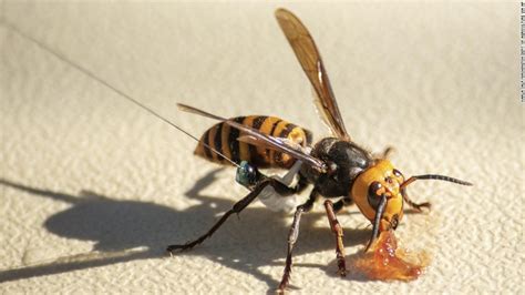 Honeybees use poop to ward off those terrifying murder hornets - CNN