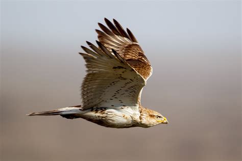 Ferruginous Hawk | Audubon Field Guide