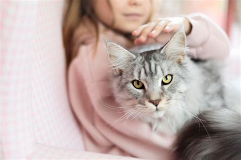 Free Photo | Girl petting her beautiful cat