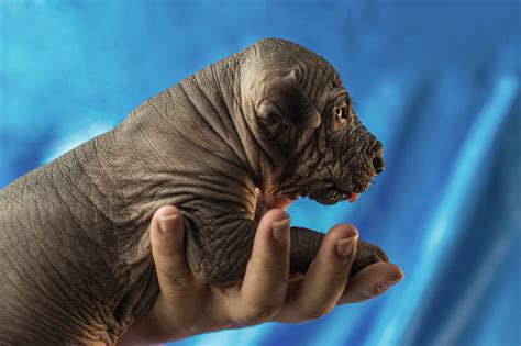 Newborn Dog Mexican Xoloitzcuintle Puppies One Week Old In The Hand ...