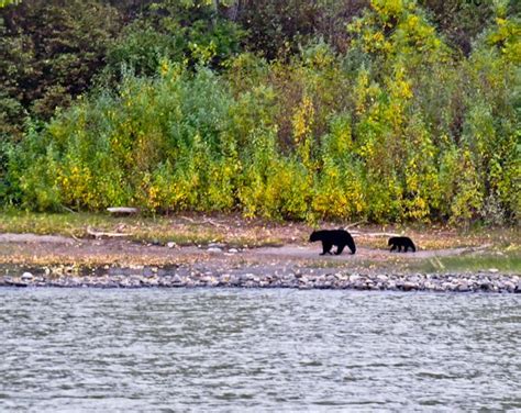 Things to do in Denali National Park Alaska - Only By Land