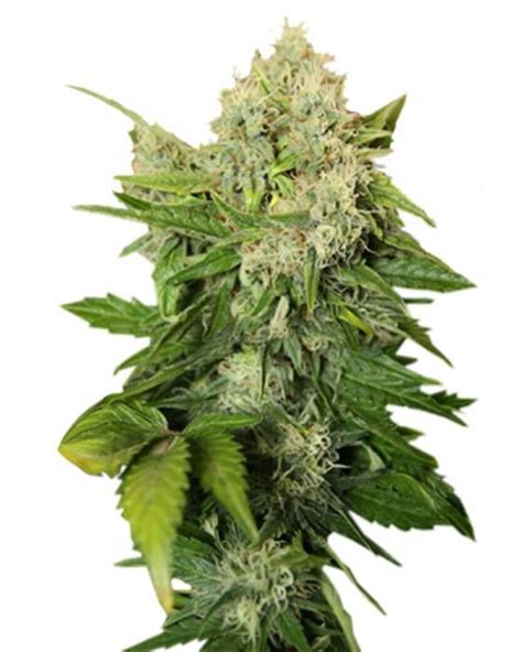 Snowcap Strain Info / Snowcap Weed By Growers Choice Seeds - GrowDiaries