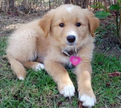 Golden Collie (Border Collie X Golden Retriever Mix), Temperament ...