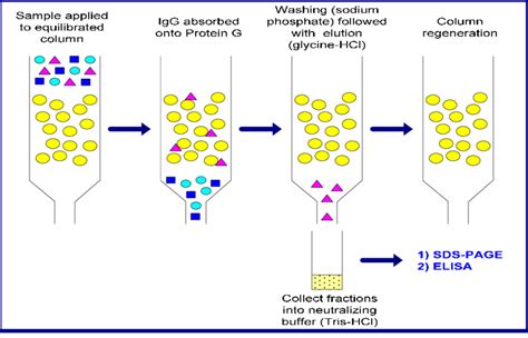 Affinity Chromatography Apparatus