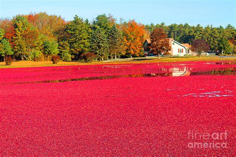 Cranberry Harvest Photograph by John Doble - Fine Art America