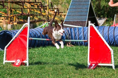 Dog in Agility Competition Set Up in Green Grassy Park Stock Image - Image of cross, pedigree ...