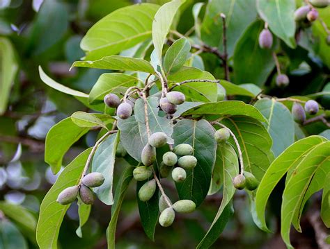 ecosystem/flora/Hirda(Terminalia chebula) | Aambyvalley rd.,… | Flickr