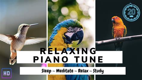 Relaxing Piano Music: Sleep Music, Meditation Music - YouTube