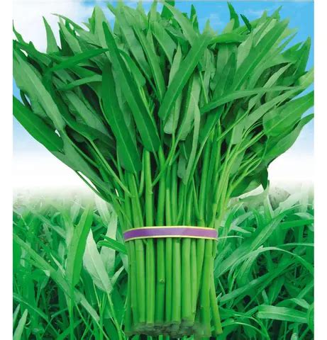 Water spinach seeds, Water spinach seeds direct from Guangzhou Lead You Seed Co., Ltd. in CN