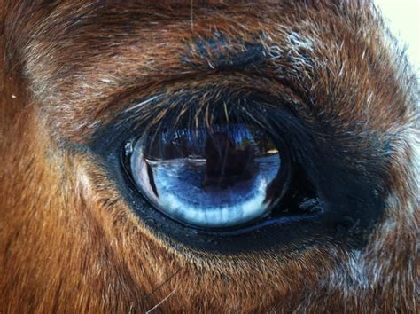 blue horse eye. horses have the biggest eyes on land. | Horses, Most ...