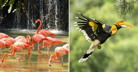 Penangites Can Now Enjoy 50% Off Penang Bird Park Entrance Fee Until ...