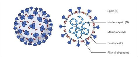 Structure of human coronavirus. | Download Scientific Diagram