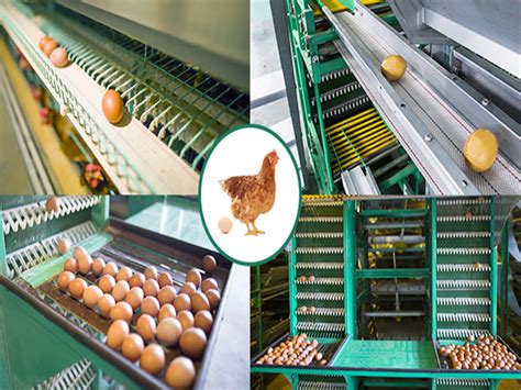 Egg Collection Machine - Livi Poultry Farming Equipment