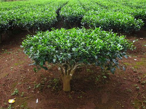 Camellia Sinensis Saiba Tudo Sobre Essa Planta - Guia das Suculentas