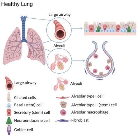 Células madre pulmonares en salud, reparación y enfermedad | Eurostemcell | Avenir