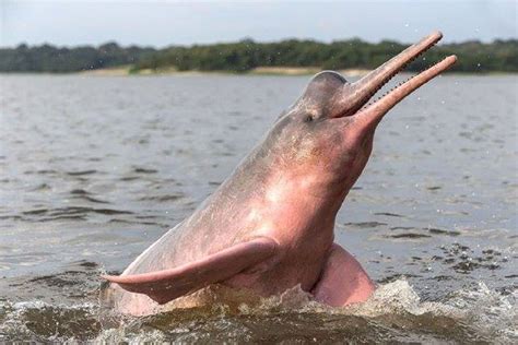 Delfini rosa Amazzonia: il colore dei cetacei del Sud America | Viaggiamo