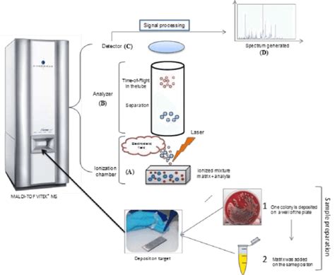 MALDI-TOF Mass Spectrometry: Principle, Applications in Microbiology