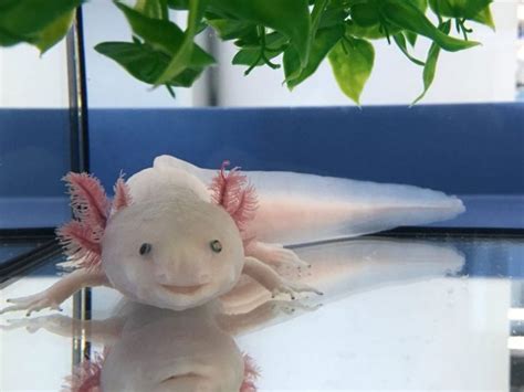 Axolotl Mexicano – UNIVERSITAM