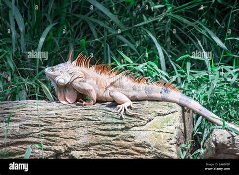 A Lizard Iguana, in a zoo where lizards live. Iguana is a genus of ...