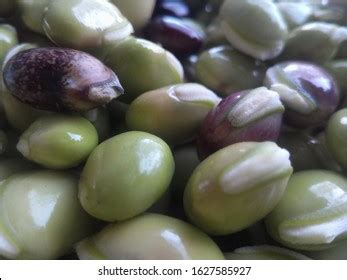 Pabna Bangladesh Bean Seeds Looks Stock Photo 1627585927 | Shutterstock