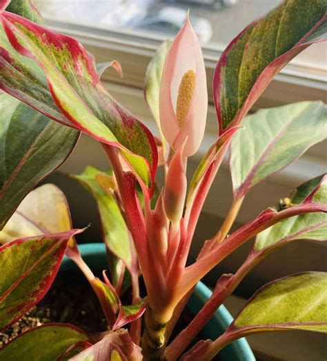 Red Aglaonema Flower [Meaning and 7+ Tips to Make it Bloom]