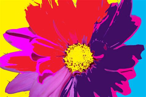 Painted Rainbow Daisy Flowers Macro Free Stock Photo - Public Domain Pictures